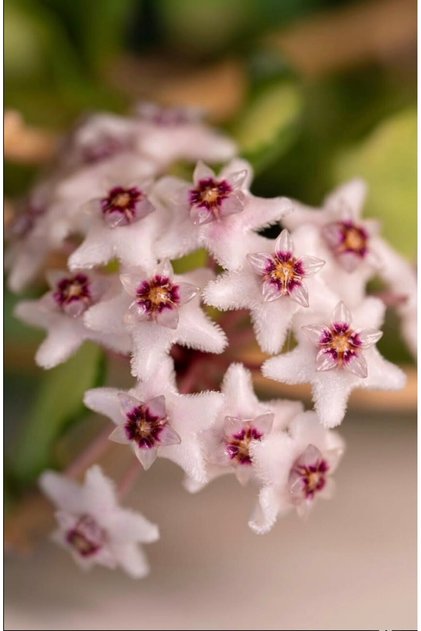 Hoya Kanyakumariana Variegata Mum Çiçeği