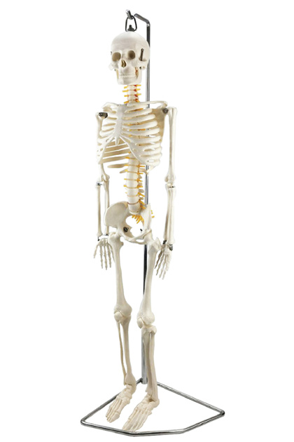 Esnek İnsan İskeleti Modeli, Sinir sistemli, 85 cm - İskelet Maketi