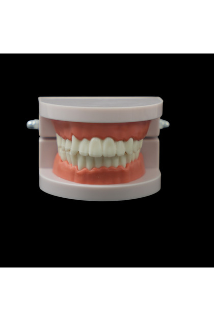 Dental Model 28 Teeth Tooth Teeth Teaching Model with Soft Gums Adult Standard Denture Demonstration
