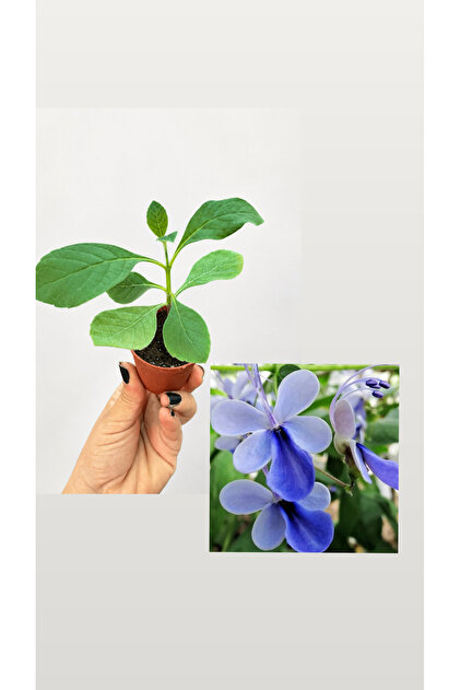 Mavi Kelebek Çalısı Fidesi – Clerodendrum Ugandense – Canlı Bitki Fidesi