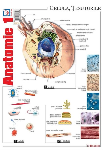 Plansa Anatomie 1