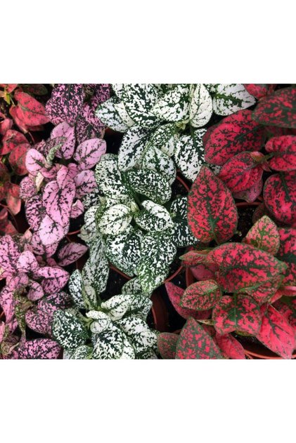 Mor Benek Fittonia Hostes Çiçeği Çilli Yeşil Mor Benek 10-20 cm