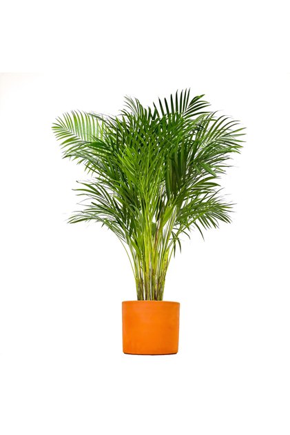 Areka Palmiyesi Large - Ruby Terra Cotta Saksılı Dypsis Lutescens