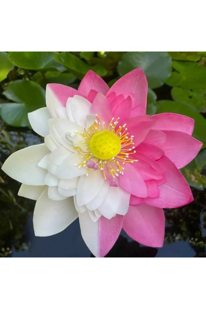 5Pcs Two-Color Lotus Seeds, Two-Tone Lotus Seeds, Water Plants, Pond Bonsai, Pink Lotus Seeds, White Lotus Seeds for Water Gardening, Garden Features, Easy to Grow.