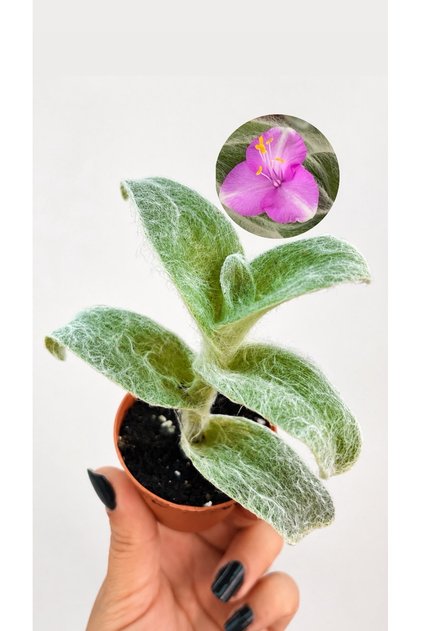 Tüylü Telgraf Çiçeği (Cyanotis somaliensis) – Sarkıcı Dekoratif Ev Bitkisi | 5,5lik Saksı