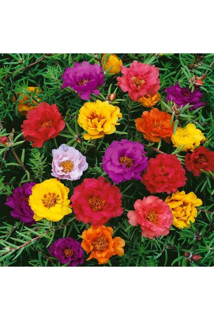 Seeds of Portulaca Flower