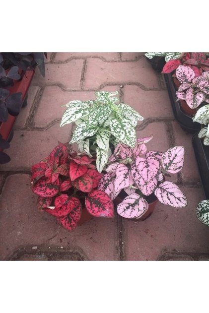 Karışık Renk Hostes Fittonia 3 Farklı Renkte Fitonya 10-20 cm