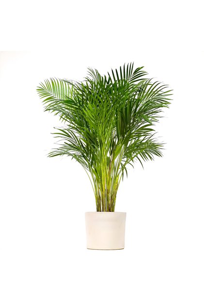 Areka Palmiyesi Large - Ruby Beyaz Saksılı Dypsis Lutescens