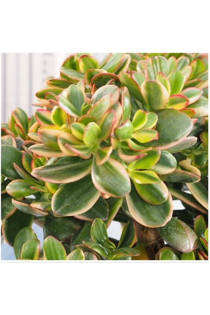 Crassula ovata 'Hummel's Sunset Variegata' kore ithal özel tür sukulent 5,5cm saksıda