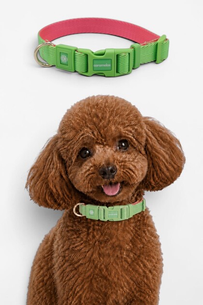 KÖPEK TASMASI-ÇİFT ÖRGÜ KUMAŞ-KÖPEK BOYUN TASMASI- KÜÇÜK IRK TASMA- ORTA IRK TASMA- 2 CM