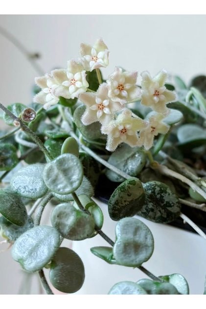 Hoya Serpens Silver Mum Çiçeği