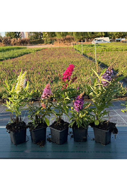 5'li Kelebek Çalısı Seti - Buddleja Davidii