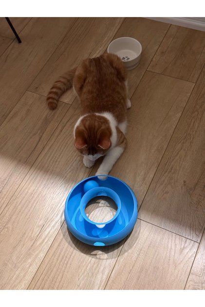 Cat Ring Toy Donut Bulk Interactive Cat Toy Food Reward Toy