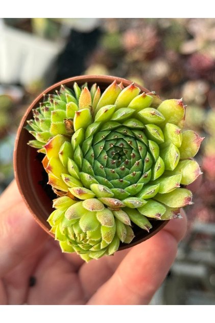 Sempervivum Golden Nugget özel tür sukulent 5,5cm saksıda