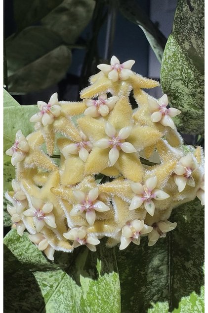 Hoya Coriacea Splash Mum Çiçeği