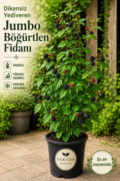 Dikensiz Yediveren Jumbo Böğürtlen Fidanı Saksılı Yüksek Verimli (soğuğa Dayanıklı)