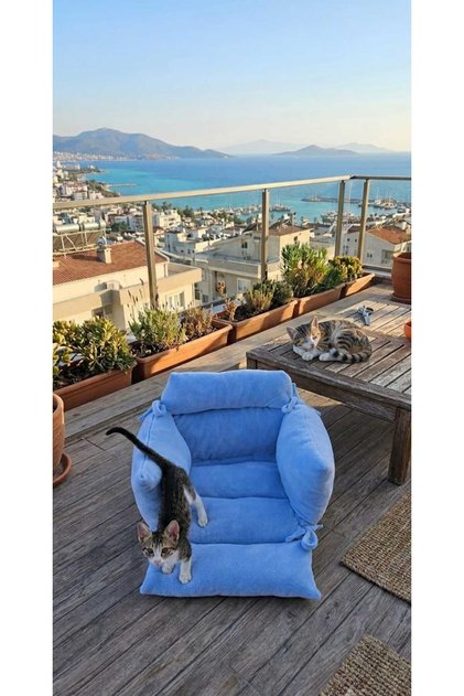 Keçi ⭐ Cat Yatak