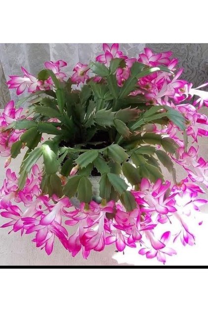 Yılbaşı çiçeği pembe renk 5,5cm saksıda