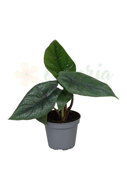 Alocasia scalprum Ø6cm