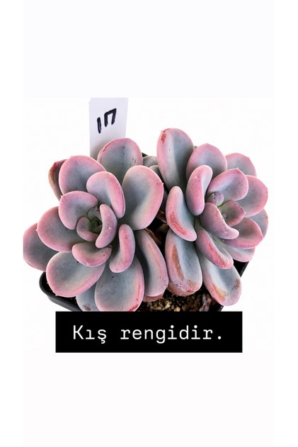 Echeveria Orpet Kore ithal özel tür sukulent 10cm saksıda
