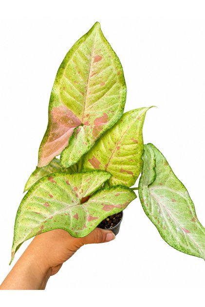 Syngonium Confetti – Pembe Benekli Alacalı Yapraklı Salon Bitkisi