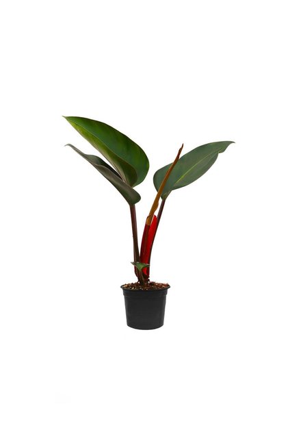 Philodendron Rojo Congo - kırmızı filodendron