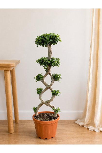 Ficus Örgülü Bonsai 120 cm