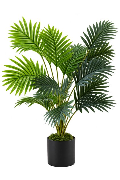 Feather Palm - 18 Leaves