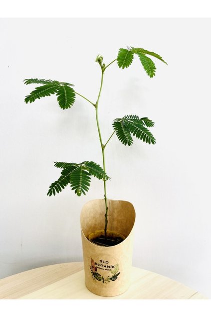 Mimosa Pudica Küstüm Çiçeği Fidanı Canlı Bitki 10-20 cm