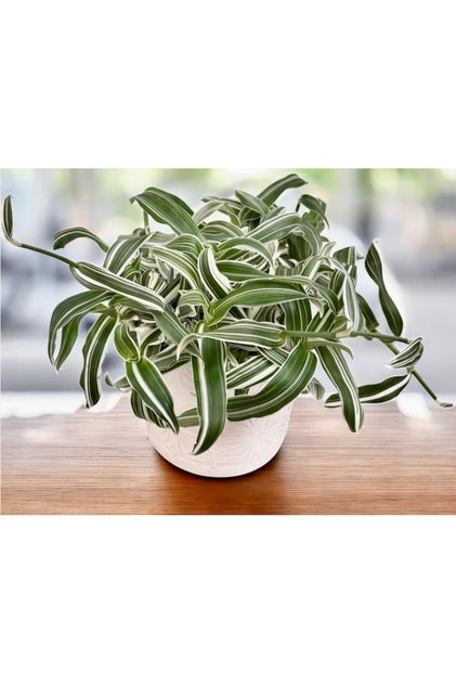 Το φυτό Murdannia loriformis 'Alba Aquilone' είναι μια σπάνια και εκλεπτυσμένη ποικιλία.