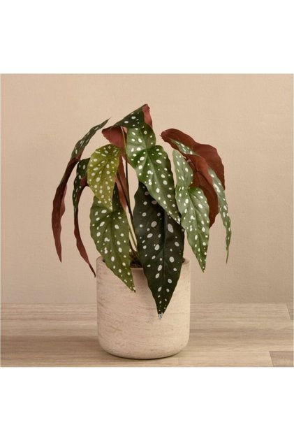 Söğüt Çilli Begonya Fidanı Begonia Maculata 10-20 cm