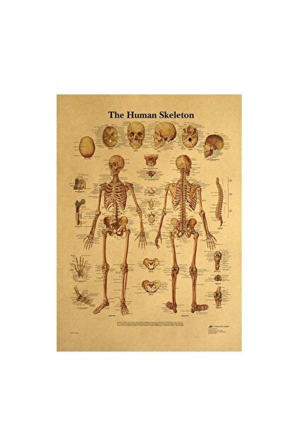 Insan Iskeleti Anatomisi Vintage Kraft Poster - 33x48cm