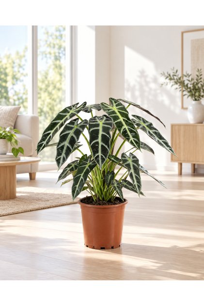Alokasya Bambino – Alocasia Amazonica Bambino – 12 cm Saksı