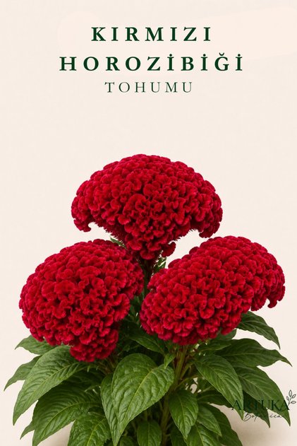 Kırmızı Horozibiği Çiçeği Tohumu (25 ad) | Çiçek Tohumu