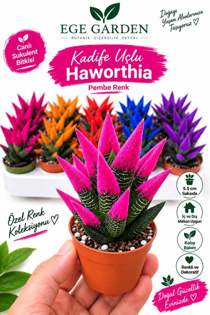 Pembe Kadife Uçlu Haworthia Canlı Sukulent Bitkisi 5,5 cm Saksıda Renkli Dekoratif Sukulent