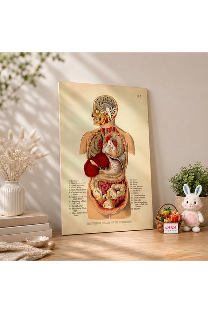 Vintage Anatomi İç Organlar Mdf Ahşap Duvar Tablosu