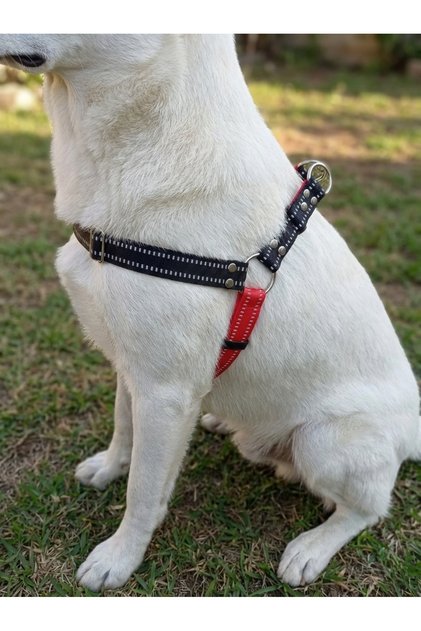 Dog Chest Harness Adjustable Medium & Large Breed Colone Cord Red & Black