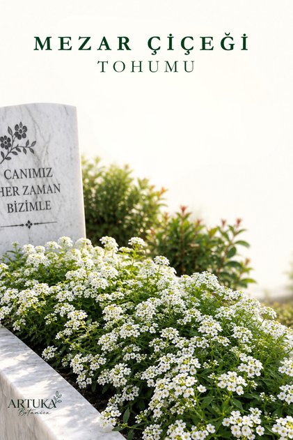 Mezar Çiçeği Tohumu (50 ad) | Beyaz Kraliyet Halısı Çiçeği | Çiçek Tohumu