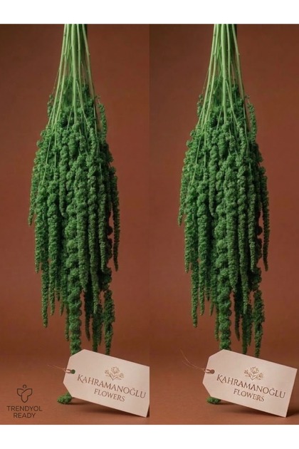 Kahramanoğlu Flowers - Yeşil Doğal Sarkan Amarantus (Kurutulmuş Çiçek) 2’li Paket