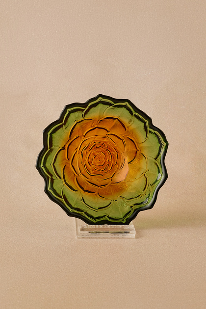 Sukulent Çerezlik 10 cm