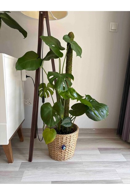 Bitki Destek Çubuğu 100 Cm (yosun Sopası)-saplama aparatlı destek çubuğu