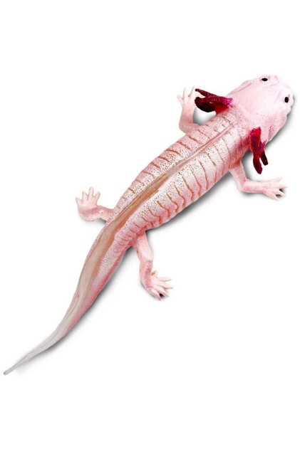 Axolotl