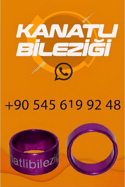 GÜVERCİN BİLEZİĞİ 50 ADET MOR