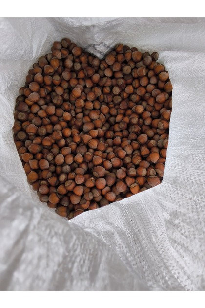 Giresun kalite Yeni sezon kabuklu fınfık