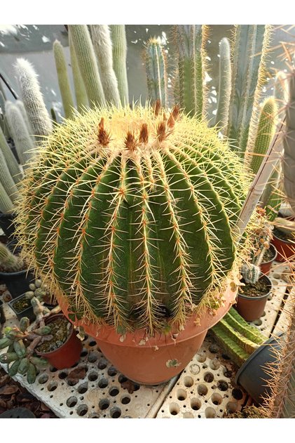 45 cm Çap Altın Fıçı Kaktüsü -Ekino kaktüs- echinocactus grusonii