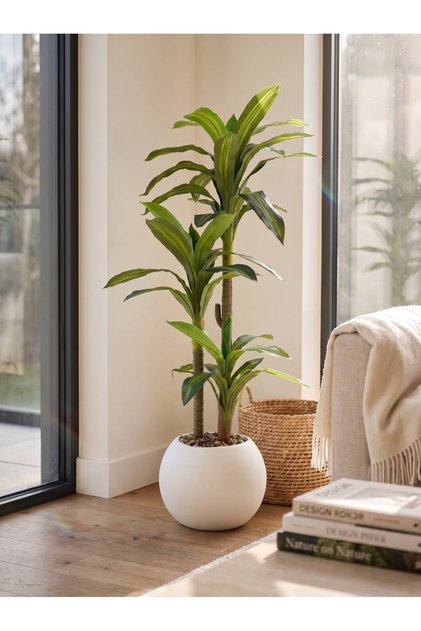 Dracena Tree with Circular Base, 130cm High