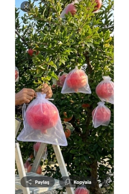100 adet15/23 Nar meyvasi koruma torbası