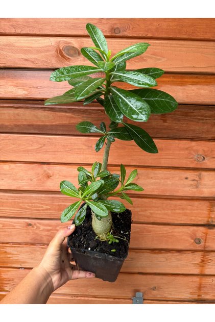 Çöl Gülü (Adenium Obesum) – Sukulent Gövdeli Süs Bitkisi