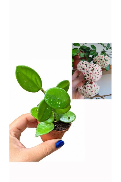 Hoya Mathilde Splash – Mum Çiçeği | Hoya Mathilde