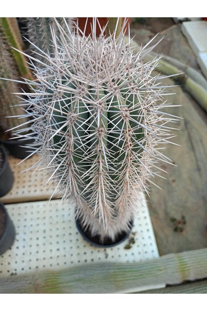 Pachycereus pringlei (Cardón kaktüsü)